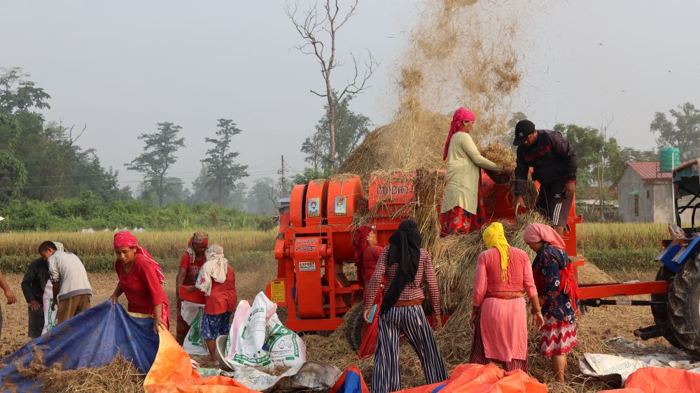 किसानलाई धान काट्न भ्याइनभ्याइ, उत्पादन बढने अनुमान   